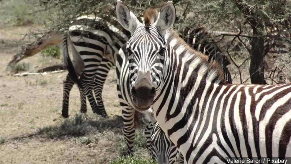 Tennessee County Investigating Rash Of Zebra Bites Last Two Weeks Wtvc