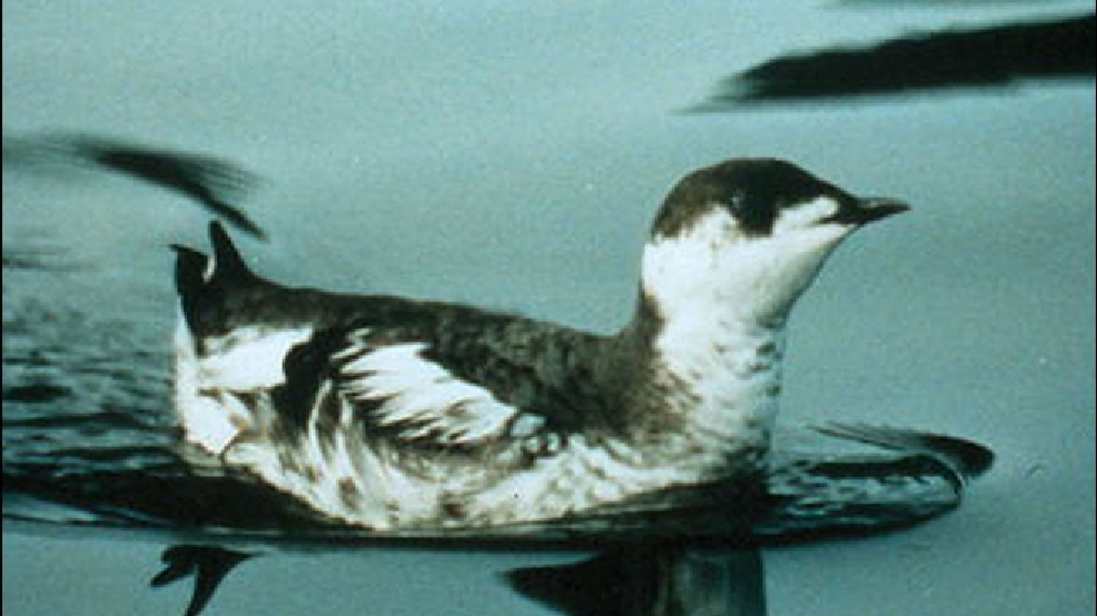 130401_bird_big.jpg