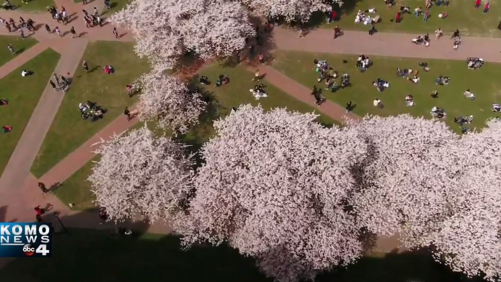 Watch: Drone 4 captures UW cherry blossoms in full bloom | KOMO