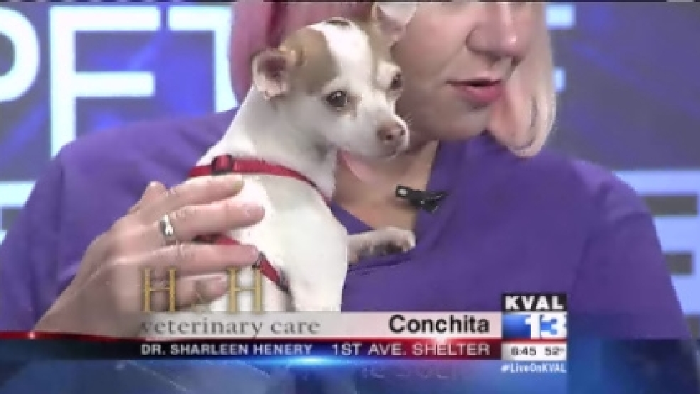 pet_conchita.jpg