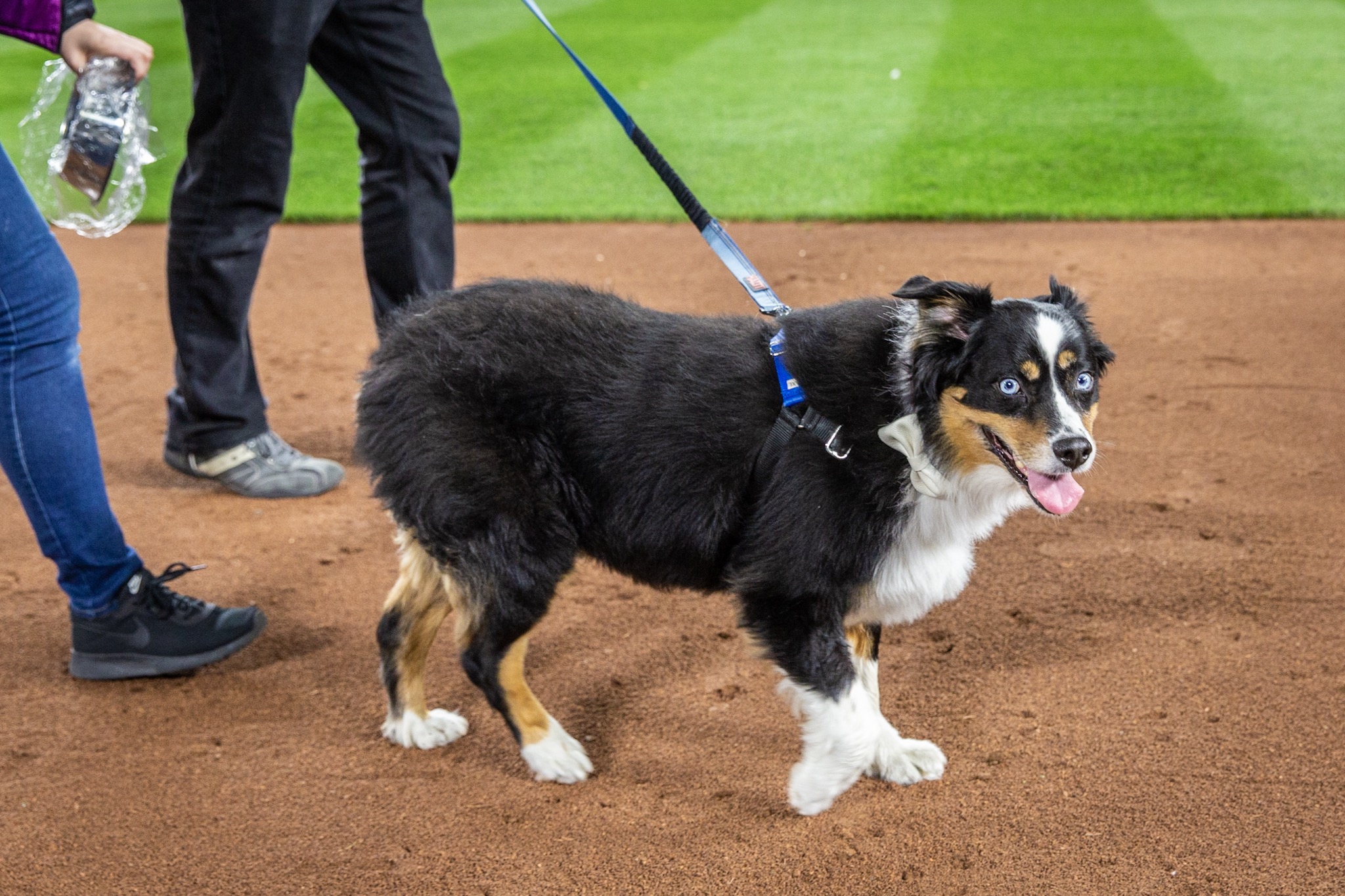 Photos Dogs steal the spotlight at Mariners' first Bark at the Park of