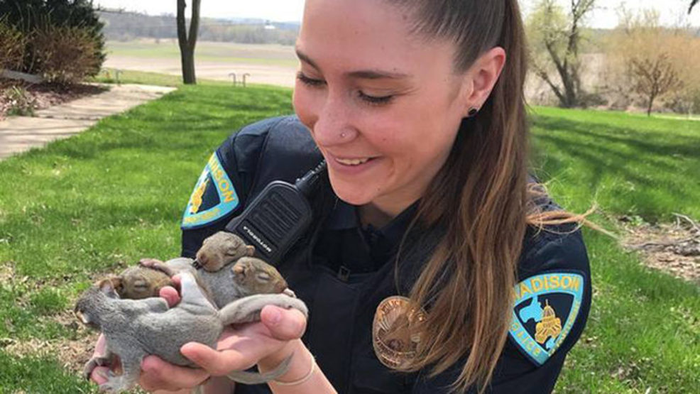 Officer's car malfunctions; 4 baby squirrels rescued from under hood WMSN