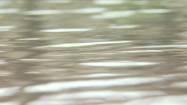 Stocking operations boost fish populations around Michigan