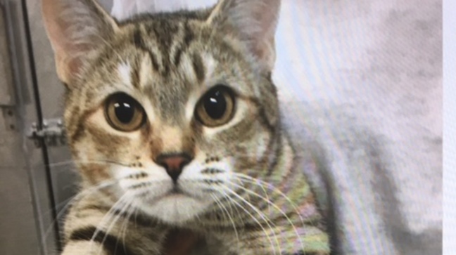 D.C. group claims USDA kills hundreds of kittens a year inside Maryland lab 