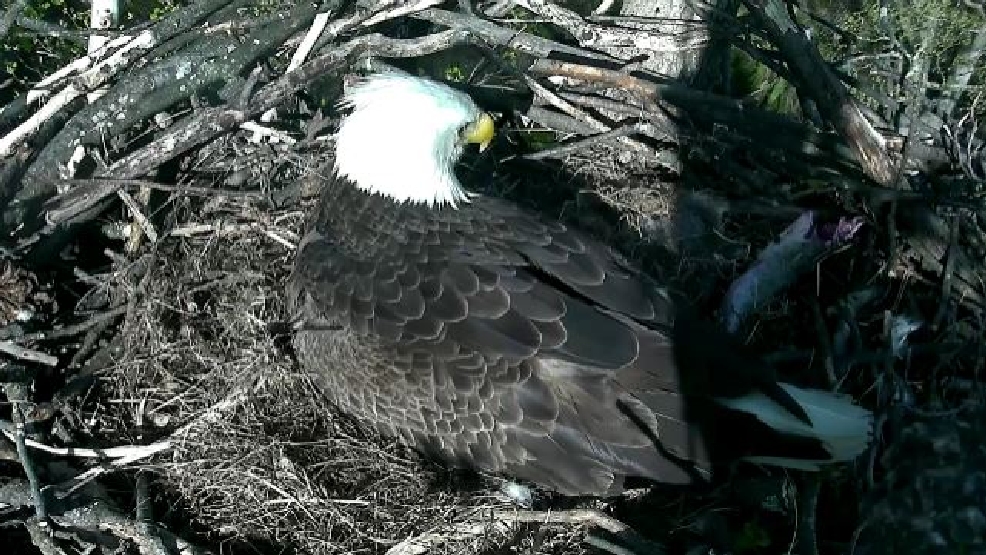 Watch live Tiny eaglets born on Bald Eagle Nest Cam KOMO