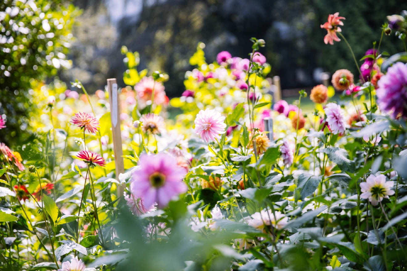 Photos: Seattle's Official Flower Is In Full Bloom 