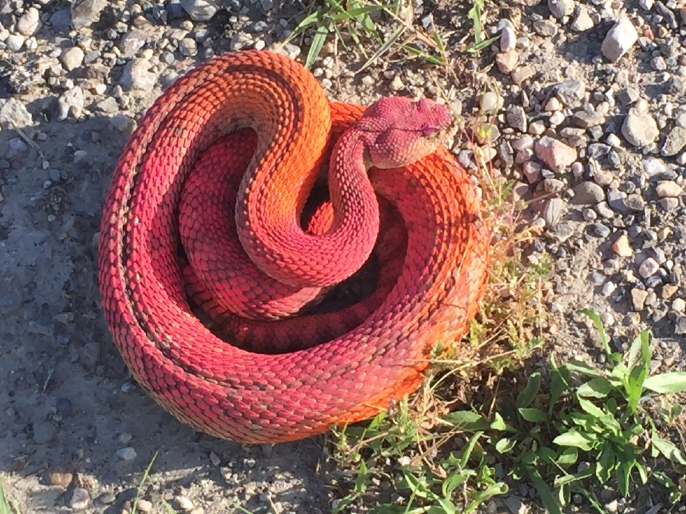 pink snake top