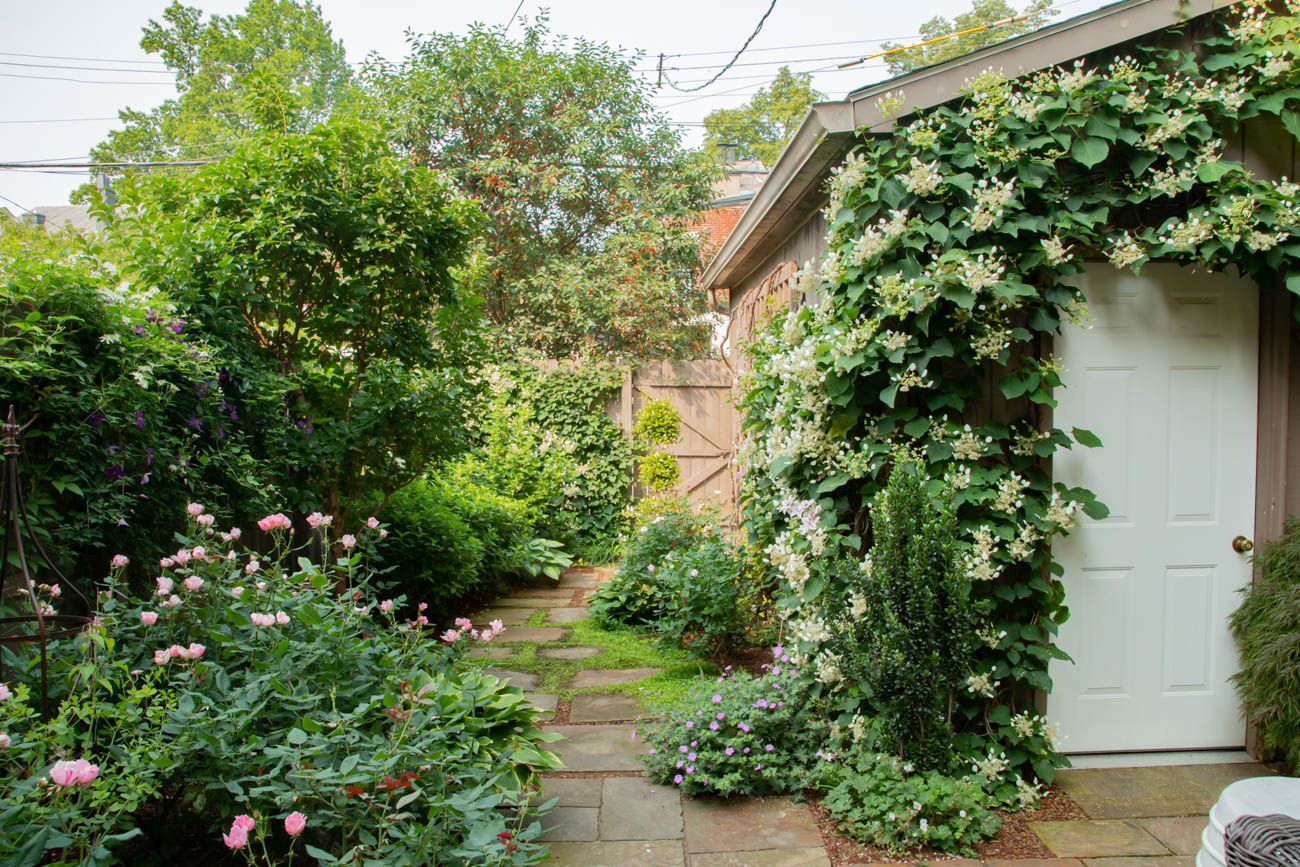 Everything Was Rosy at the 2019 Newport Garden Walk Cincinnati Refined