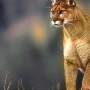 Family camping in Idaho saves girl from mountain lion