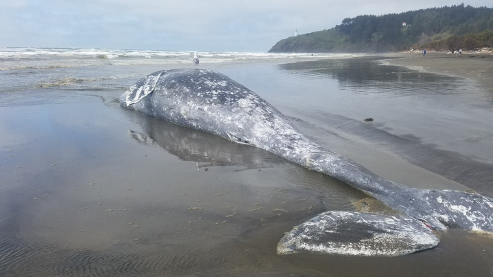 e37bfbfd-f551-4c9e-bb1d-c006d05989d8-large16x9_NOAAFisheriesWestCoastMarineMammalStrandingNetwork..jpg e37bfbfd-f551-4c9e-bb1d-c006d05989d8-large16x9_NOAAFisheriesWestCoastMarineMammalStrandingNetwork..jpg