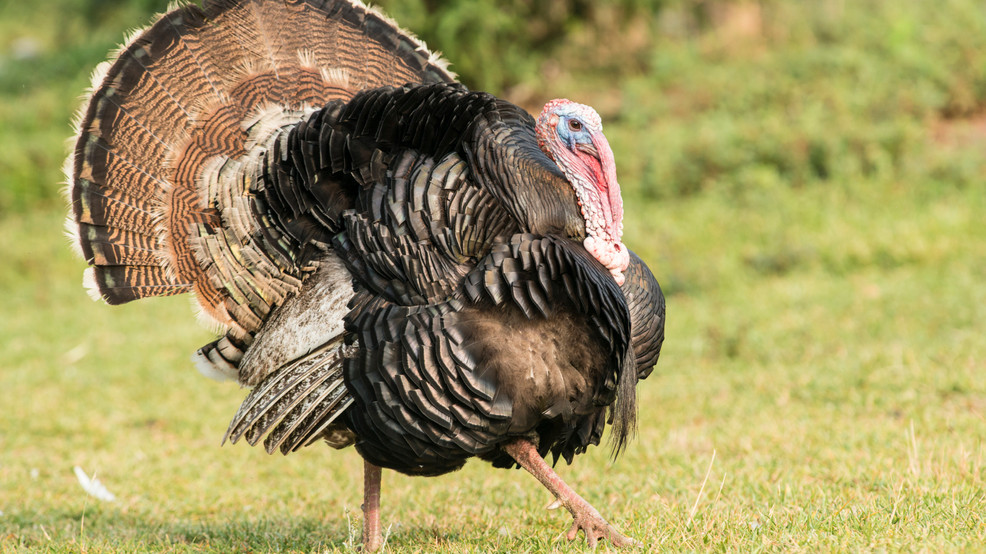 Maine to open turkey season early WGME