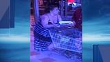 Attleboro police seek woman involved in attempted theft