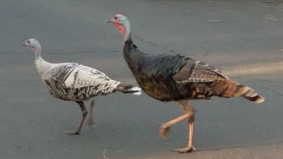 Mutant 'smoke phase' turkey seen roaming Eugene (and other tales of