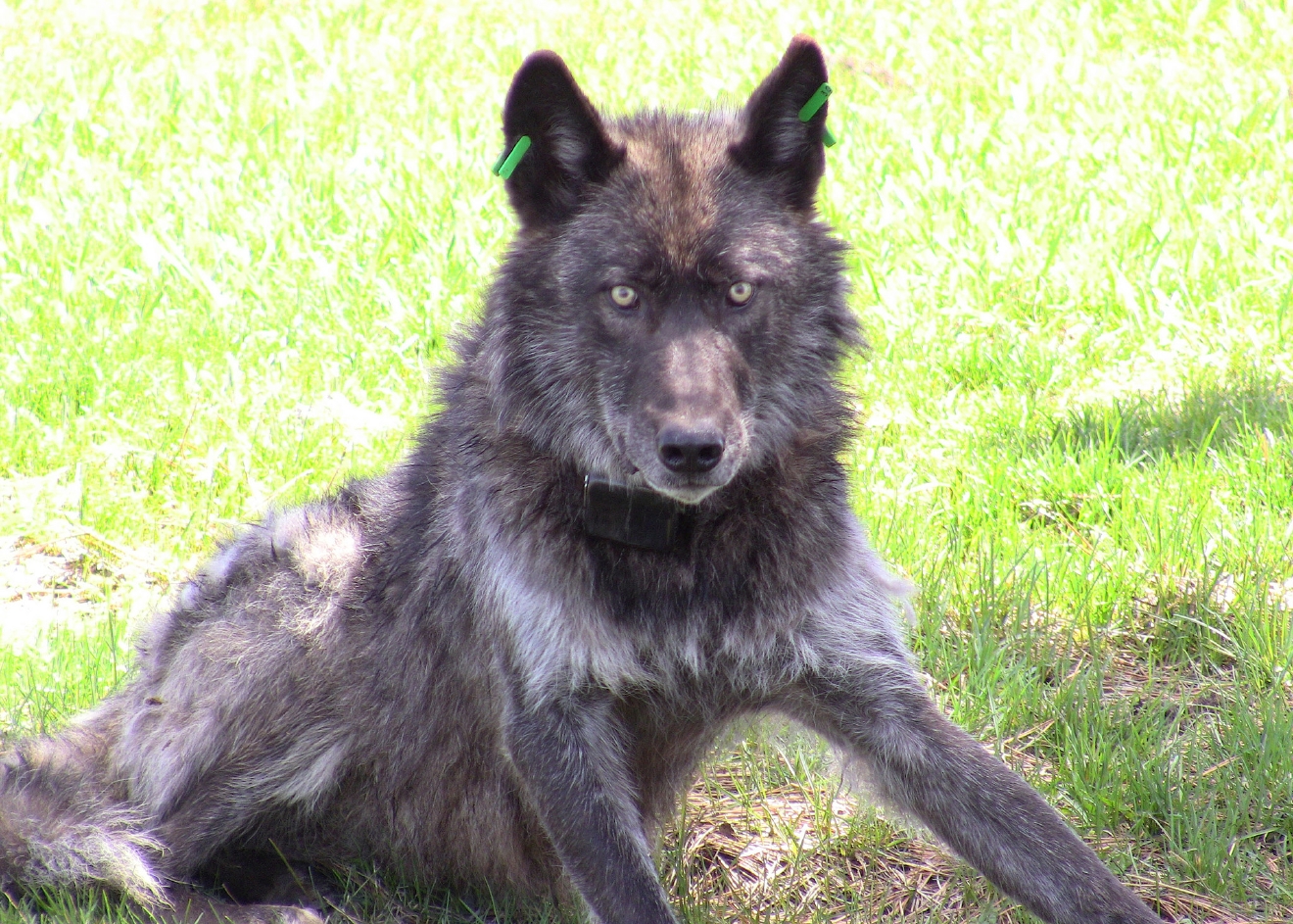 Oregon kills alpha male, 3 other wolves from Imnaha pack due to chronic