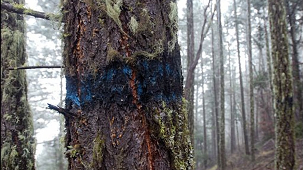 Logging-shutdown660.jpg