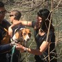 Austin firefighters rescue dogs that fell off cliff near Red Bud Isle