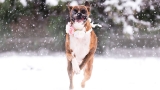 Your photos of animals enjoying the snow | GALLERY