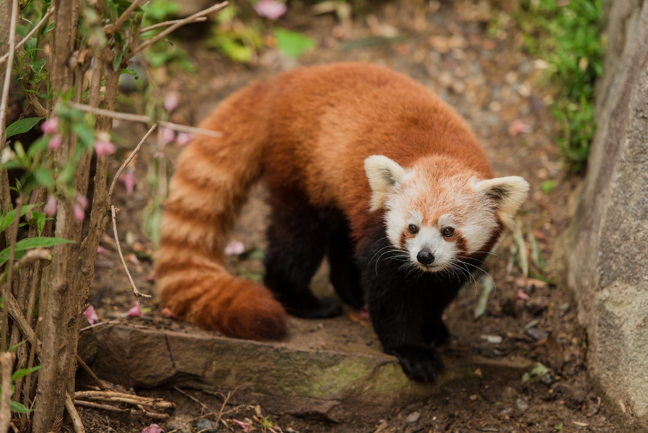 Red Pandas make debut at National Zoo's Asia Trail | WSET