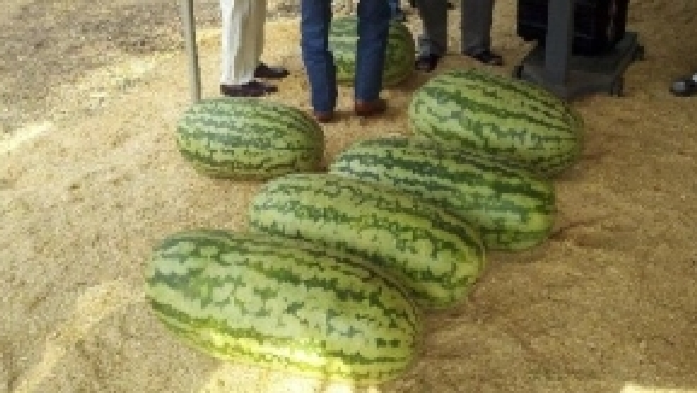 Hope Arkansas Watermelon Festival 2024 Haley Keriann