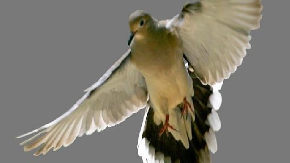 4650428_G.jpg