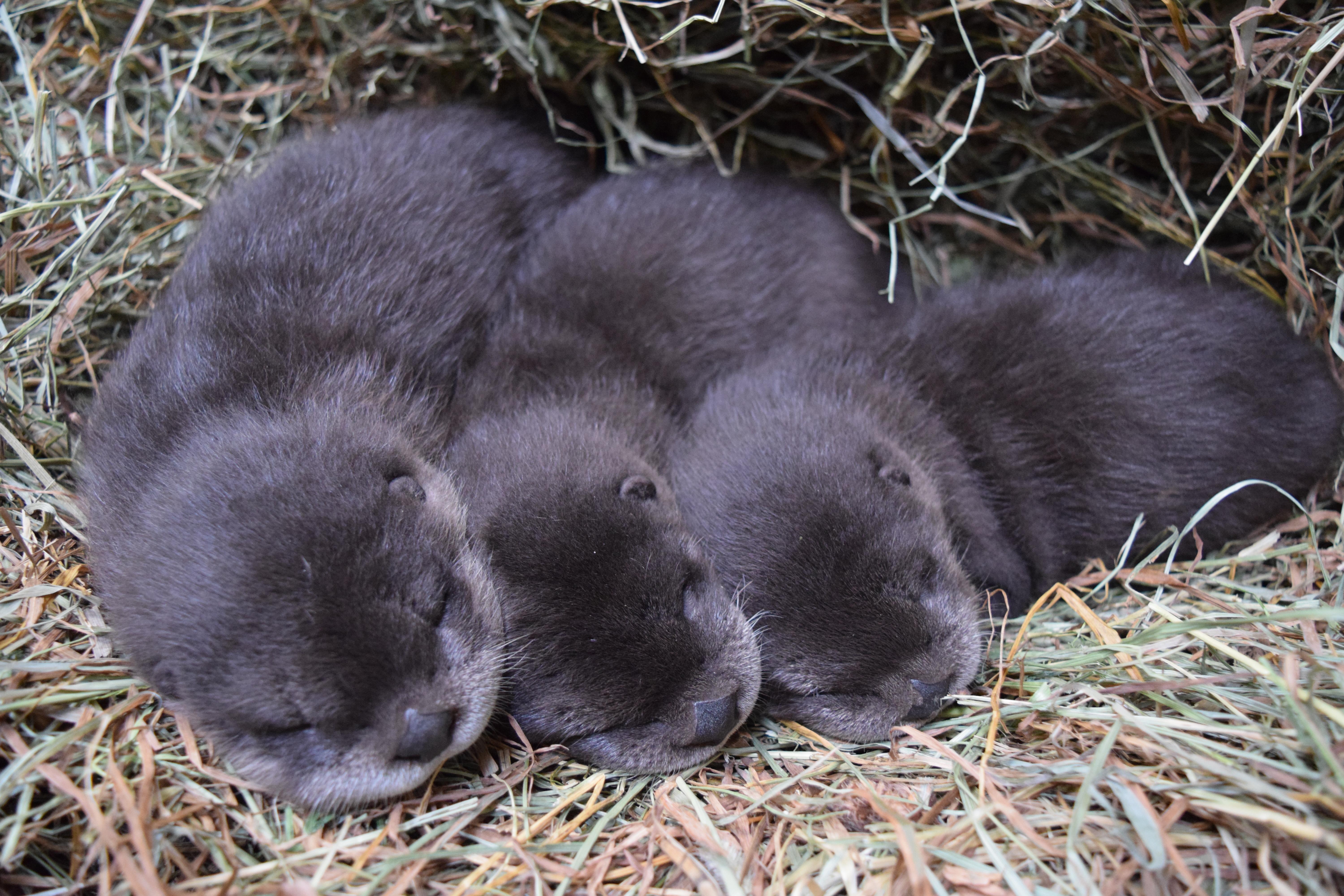 Buttonwood Park Zoo welcomes trio of North American river otter pups | WJAR