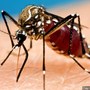 Mosquitoes test positive for West Nile virus in Miami and Greene counties