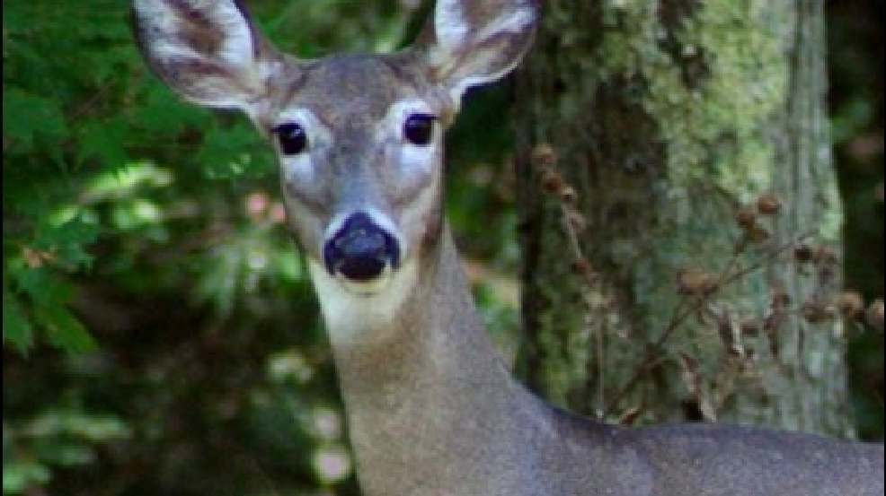 121108_whitetail_deer.jpg