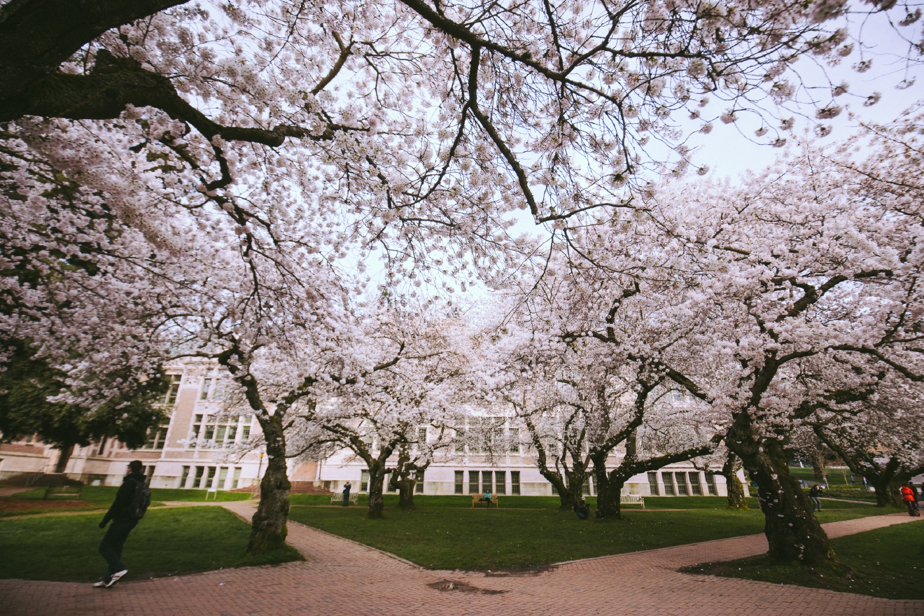 UW Cherry Blossoms beautiful in full bloom Seattle Refined