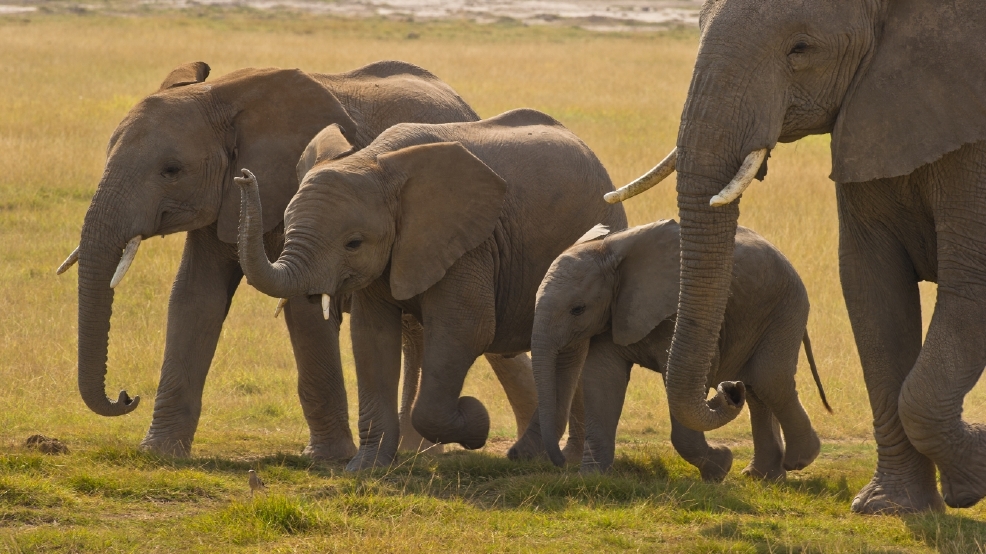 New study finds catastrophic decline in elephant population | KUTV