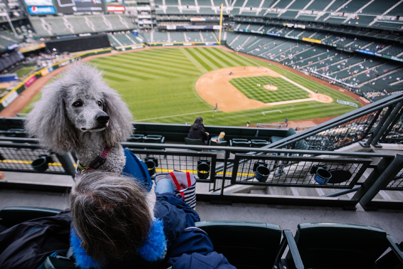 Who Let The Dogs In (To Safeco Field)? Mariners Host Bark in the Park