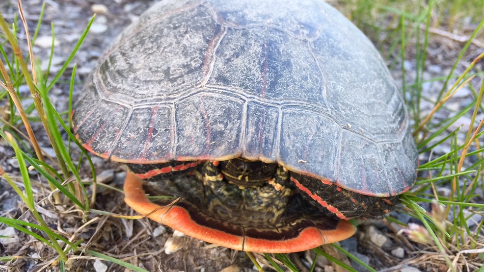 DEC Look out for turtles in the road WSTM