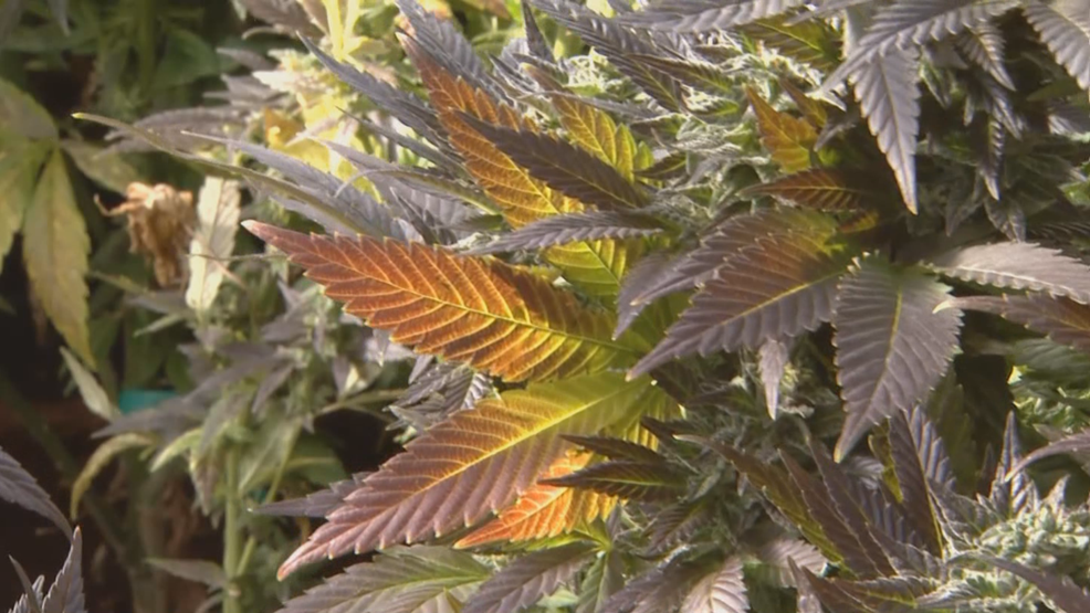 How to get medical cannabis in Utah; everything you need to know KUTV