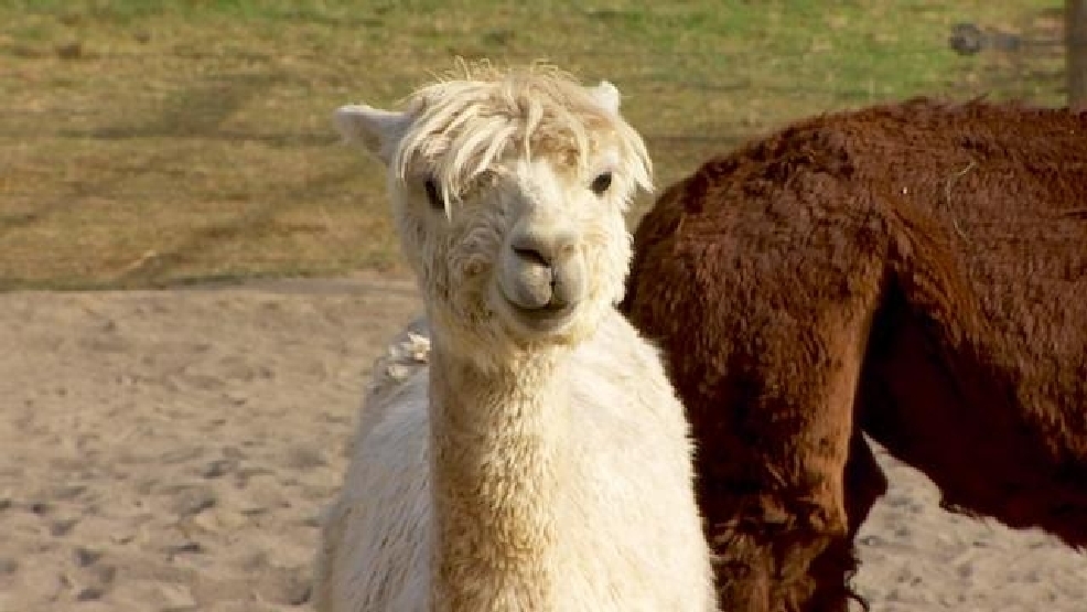 090114_Alpacas.jpg