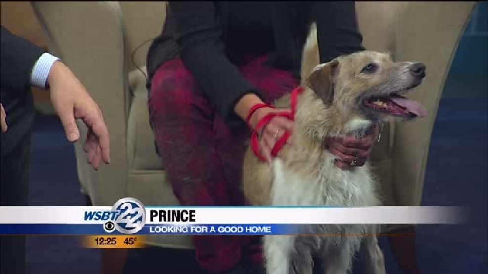 img-Pet-of-the-Week-Prince.jpg img-Pet-of-the-Week-Prince.jpg