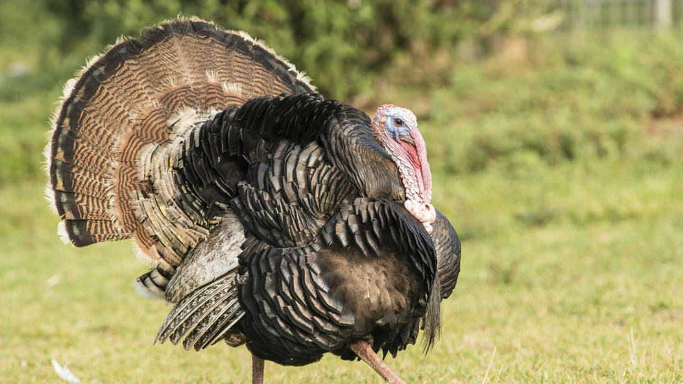 Maine's spring turkey season begins Monday WGME