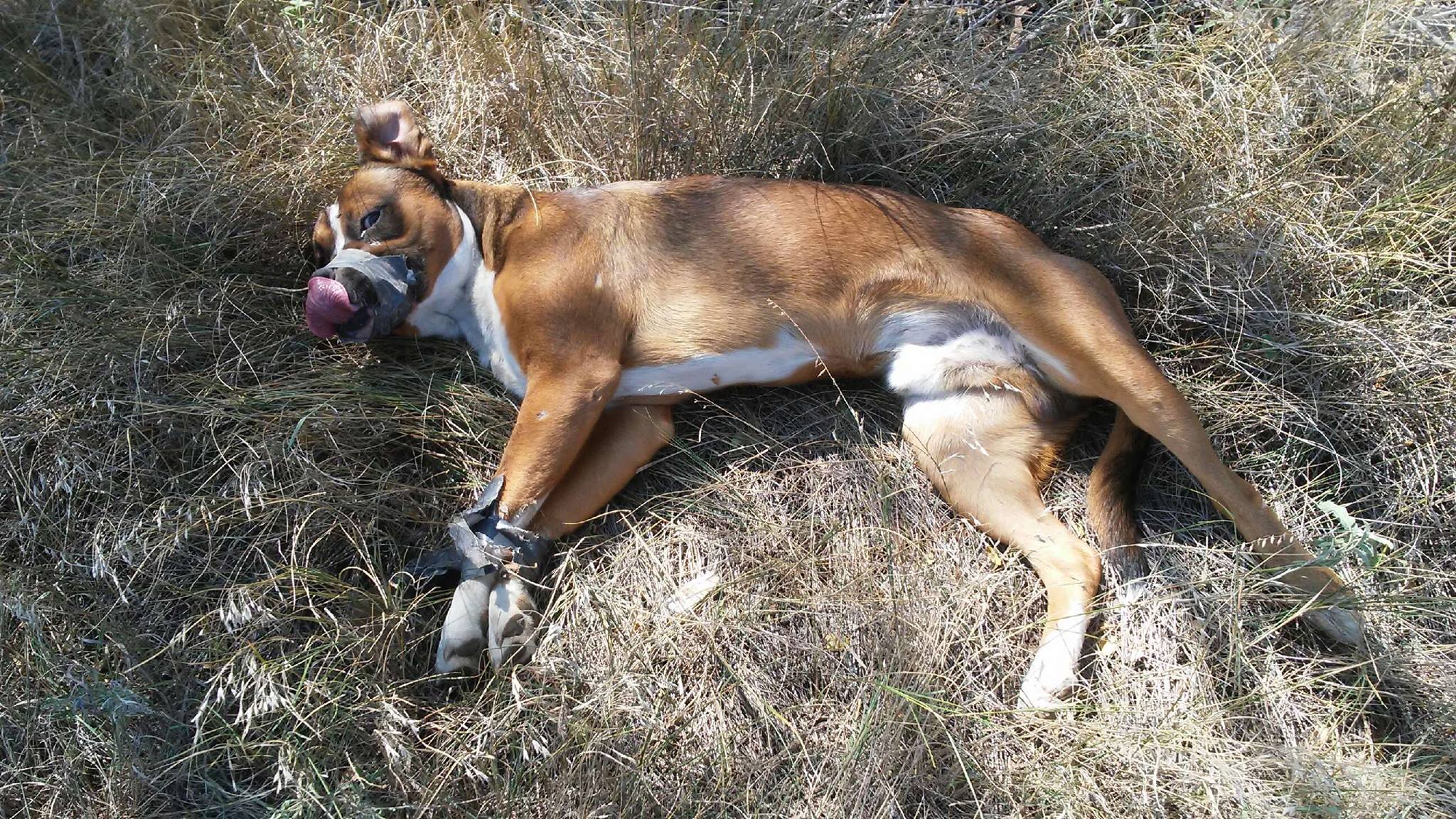 Dog found abandoned with duct tape around paws, mouth KSNV