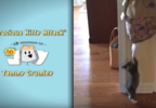 Pal's 15 Seconds of Joy "Ferocious Kitty Attack"