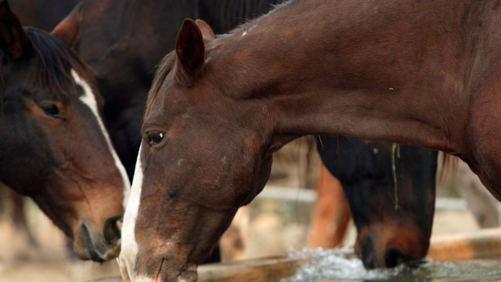 Urgent Call To Action West Nile And Anemia In Kansas Horses Protect Your Equine - wmifgx9