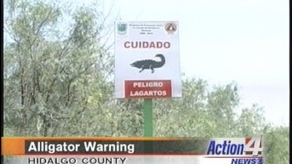 Alligators in Rio Grande near Reynosa KGBT