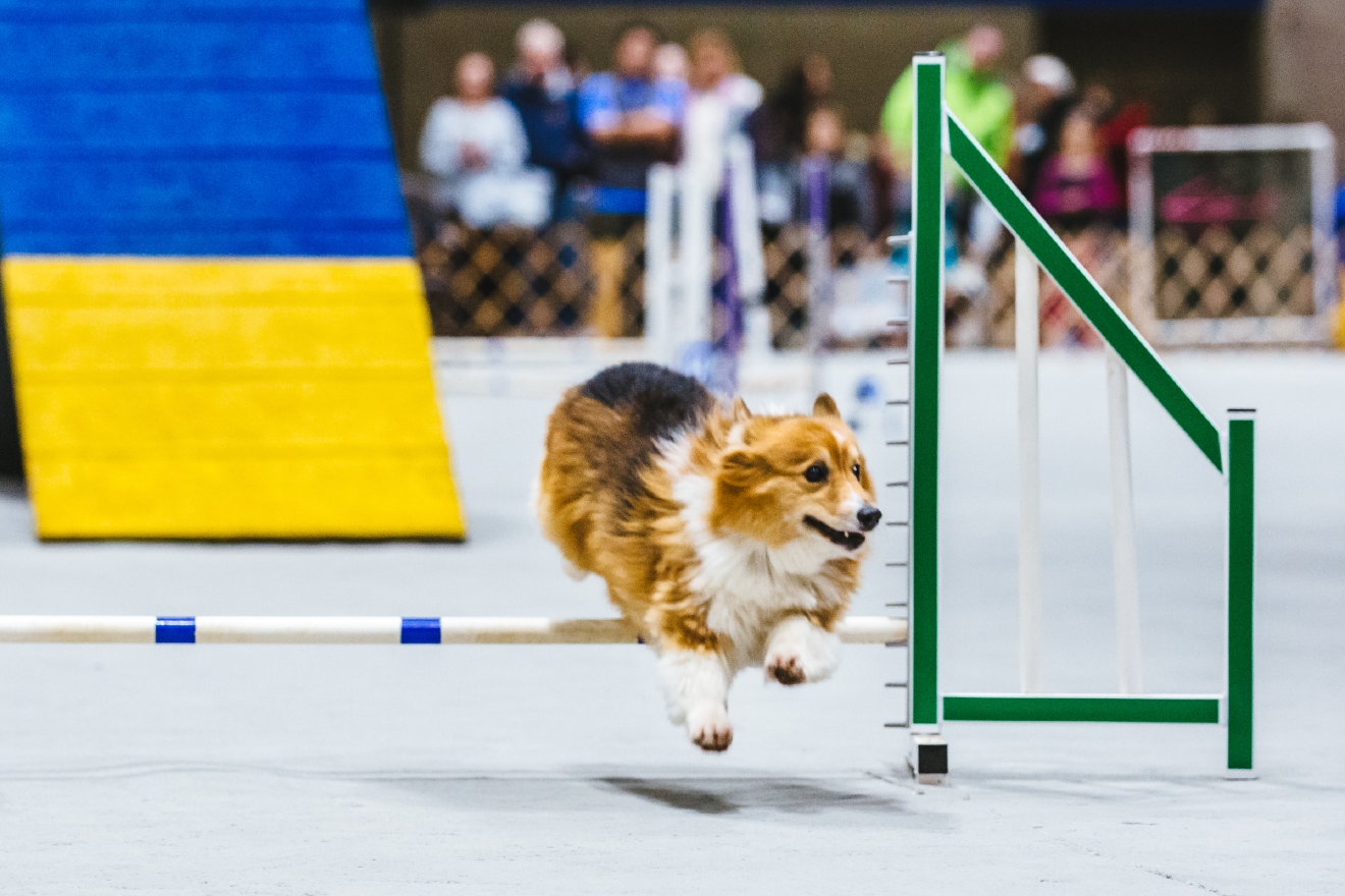 Photos The Seattle Dog Show Is Everything You Need Right Now (And More