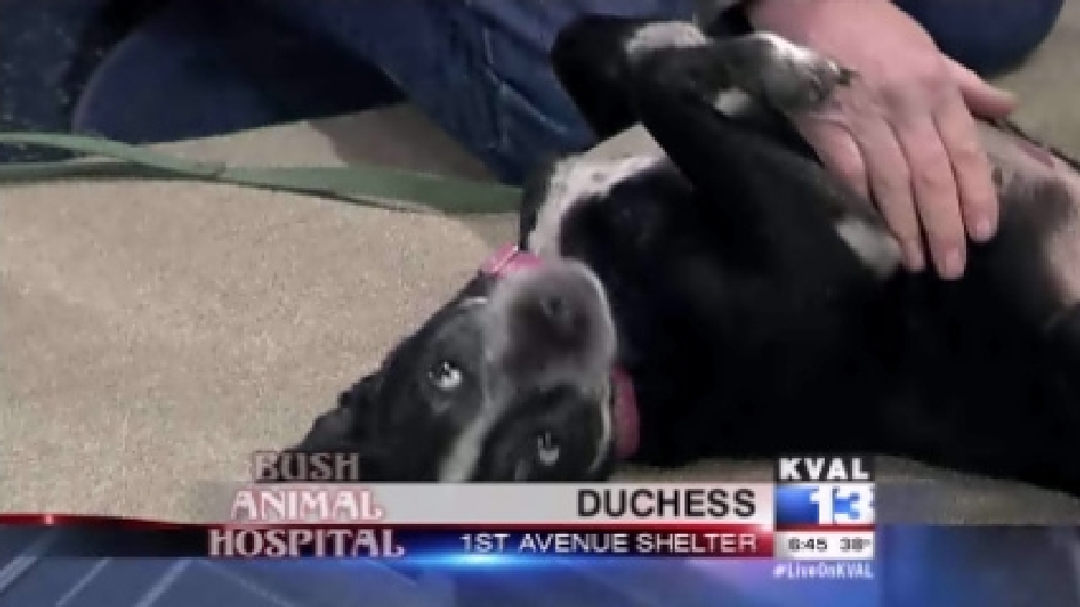 pet_duchess.jpg
