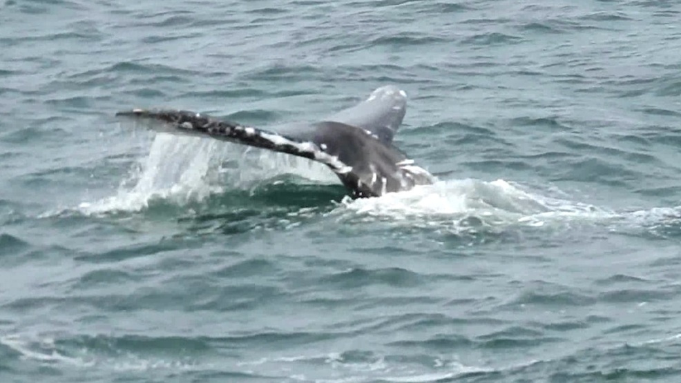 whale watching season in full swing plenty of sightings whale watching season in full swing plenty of sightings