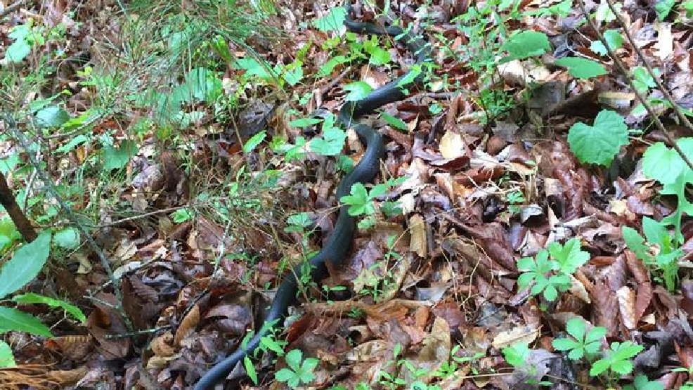 What to do if you are bitten by a snake WSET