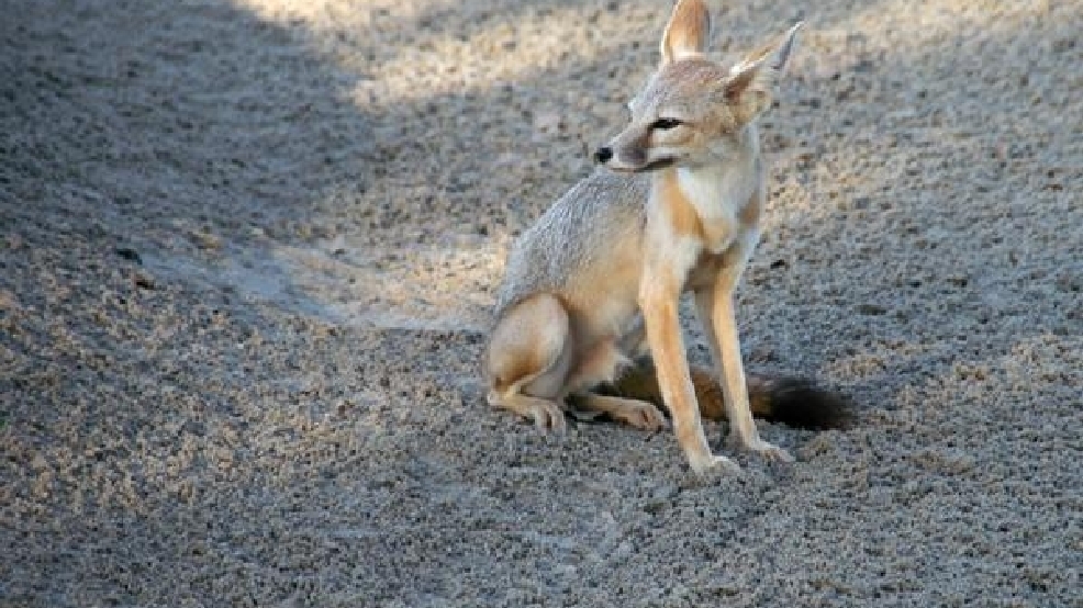 Photos Endangered kit foxes thrive in Bakersfield KBAK