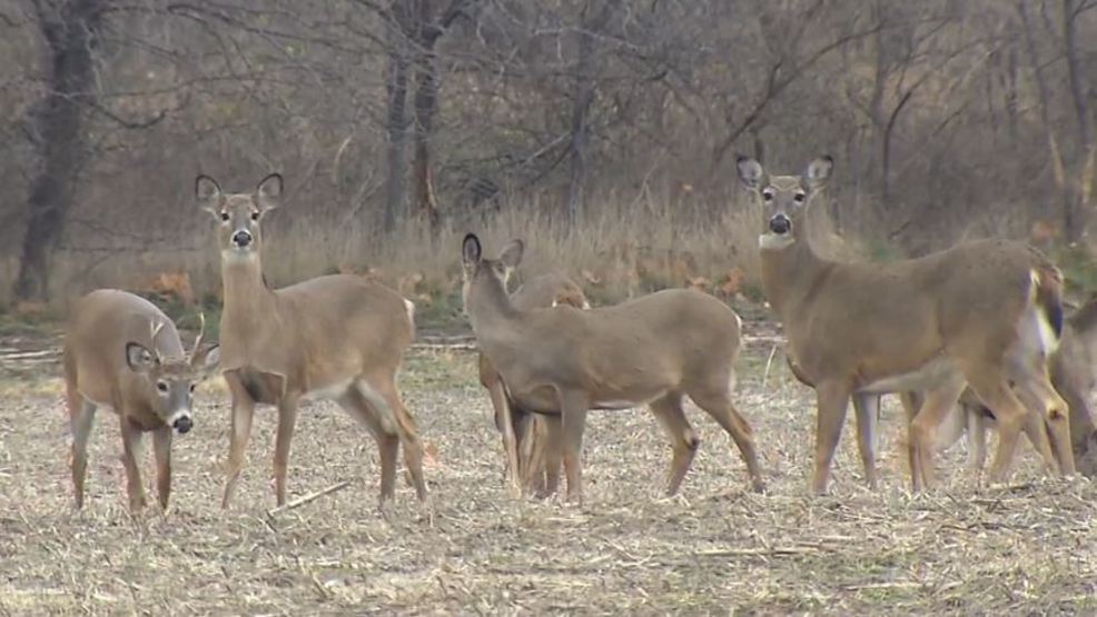 First Weekend of Firearm Season in Illinois Sees Harvest of 51,365 Deer