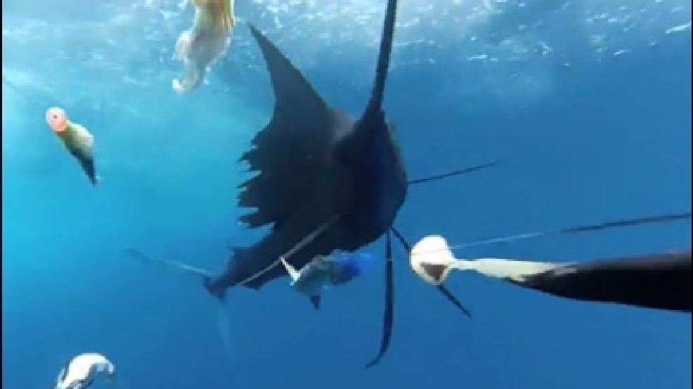 140102_sail-fish.jpg