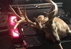 Buck killed Martin County 1.JPG
