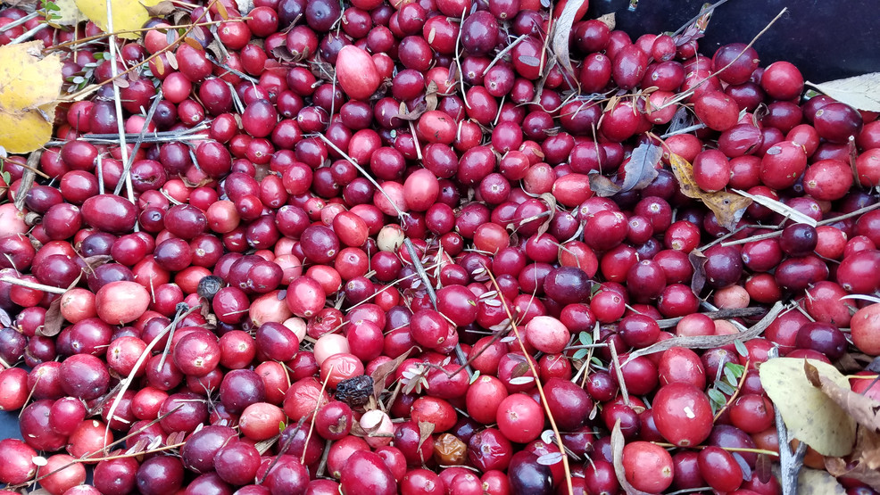Cranberry growers counting down to Thanksgiving WGME