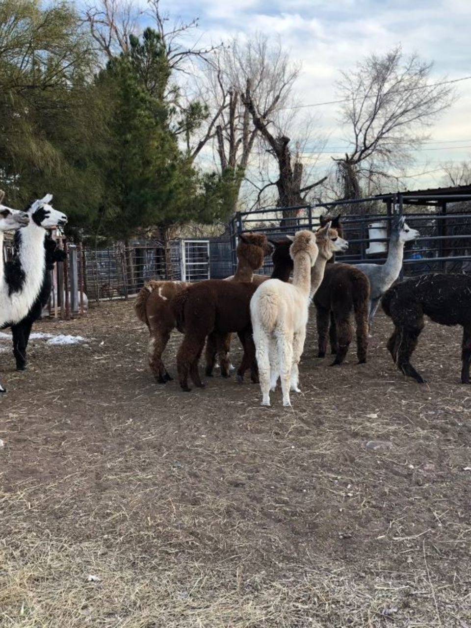 alpaca herding dogs
