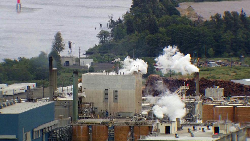 Essay mills to be banned picture